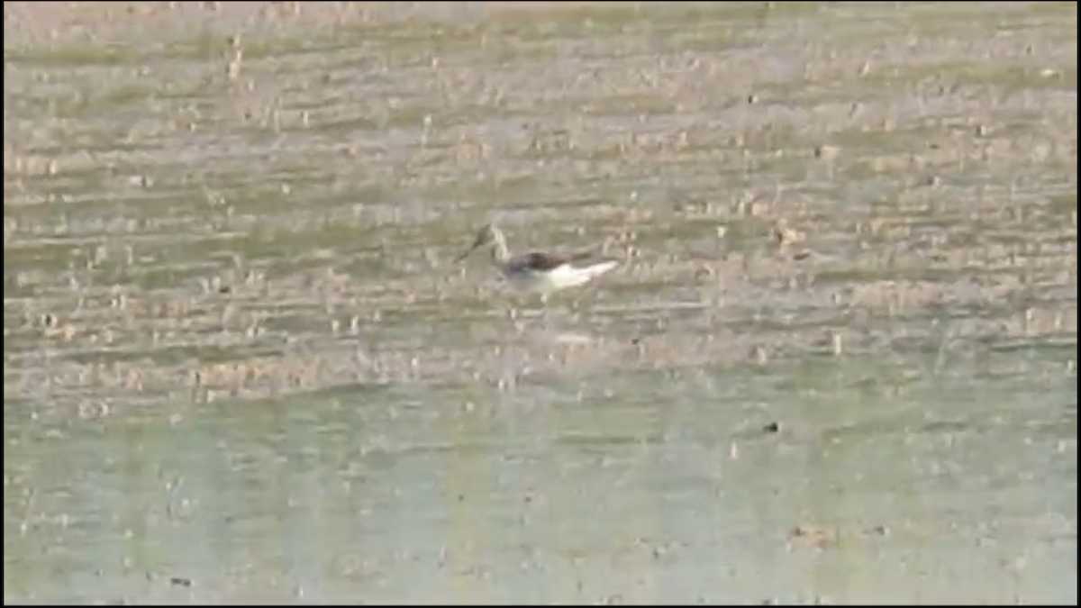 Common Greenshank - Rocío GO VI