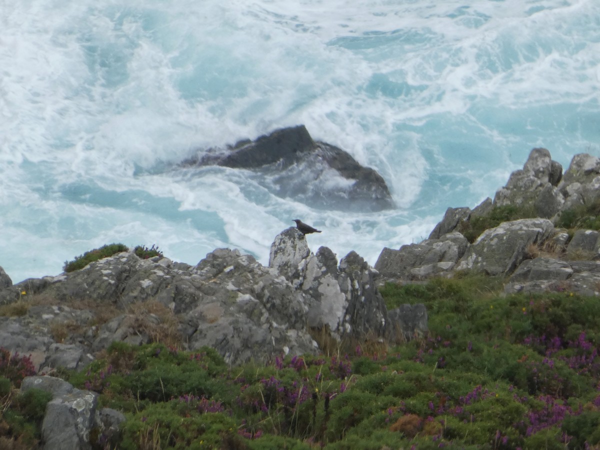Blue Rock-Thrush - ML594652491
