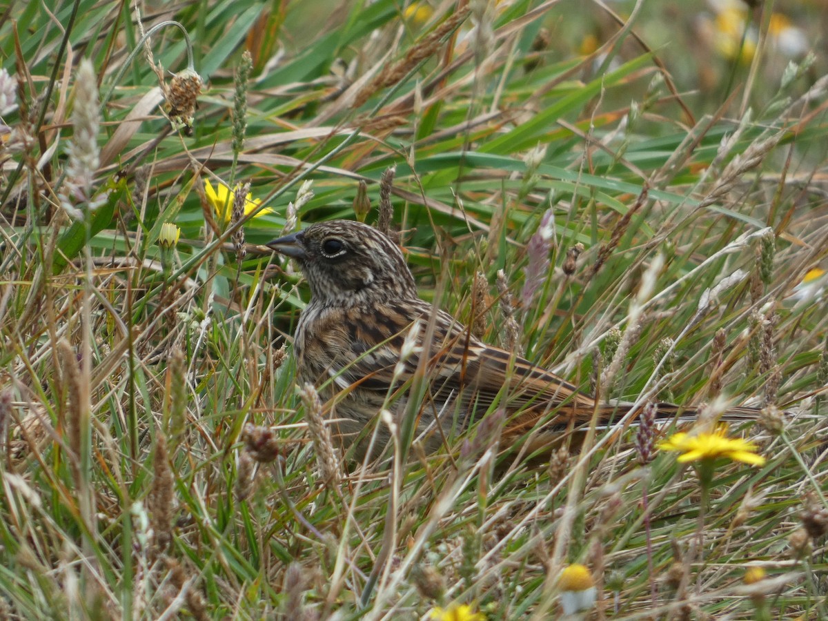Rock Bunting - ML594652771