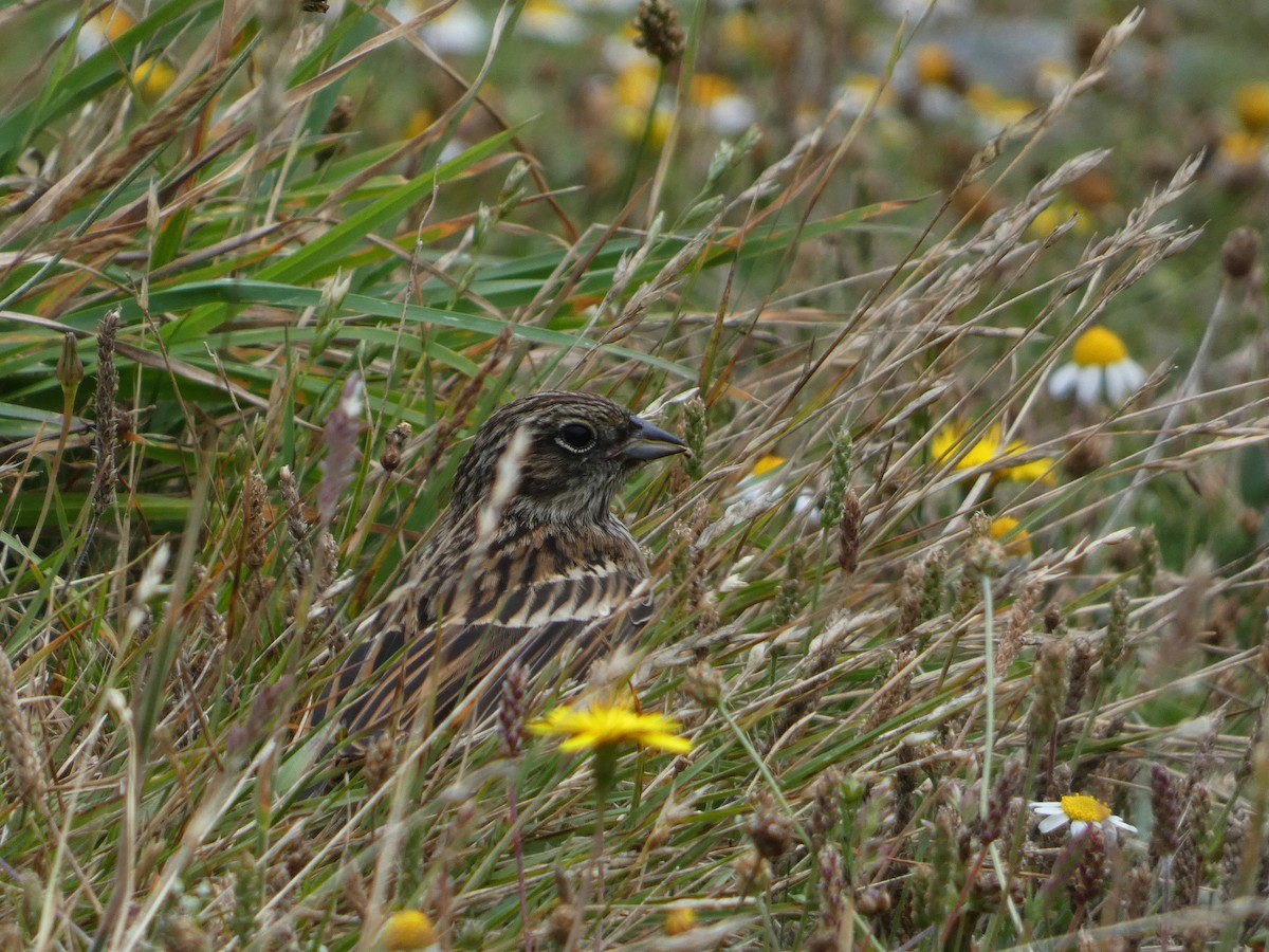 Rock Bunting - ML594652791
