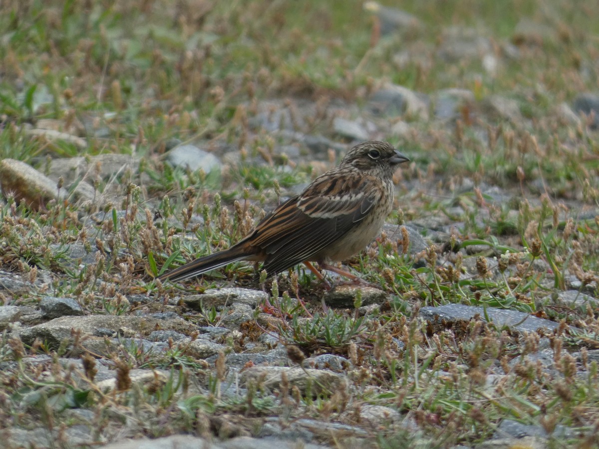 Rock Bunting - ML594652881