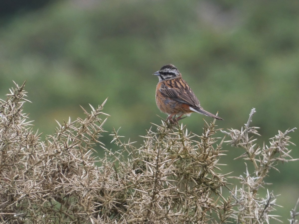 Rock Bunting - ML594652941