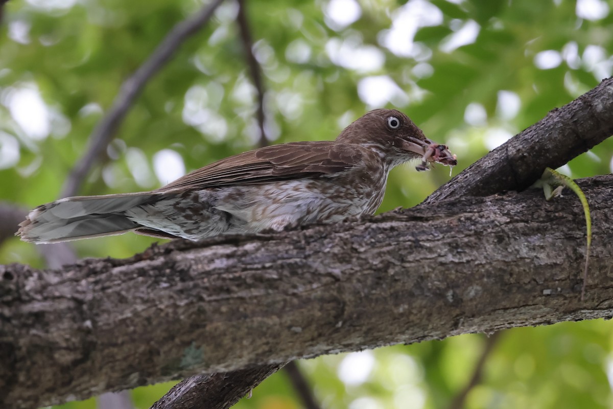 Pearly-eyed Thrasher - ML594652991