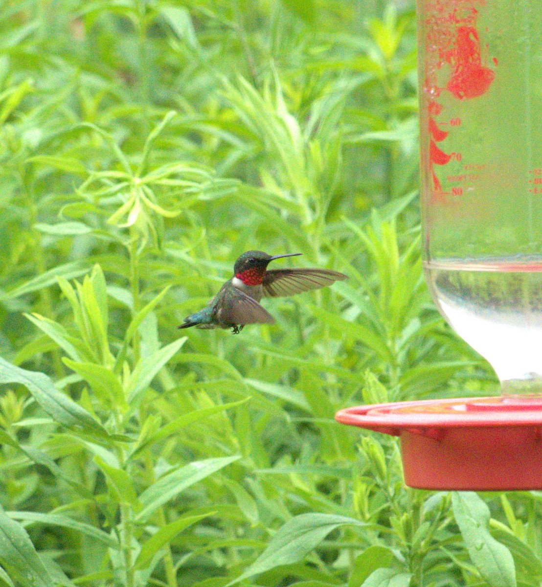 Ruby-throated Hummingbird - Brian Lineaweaver