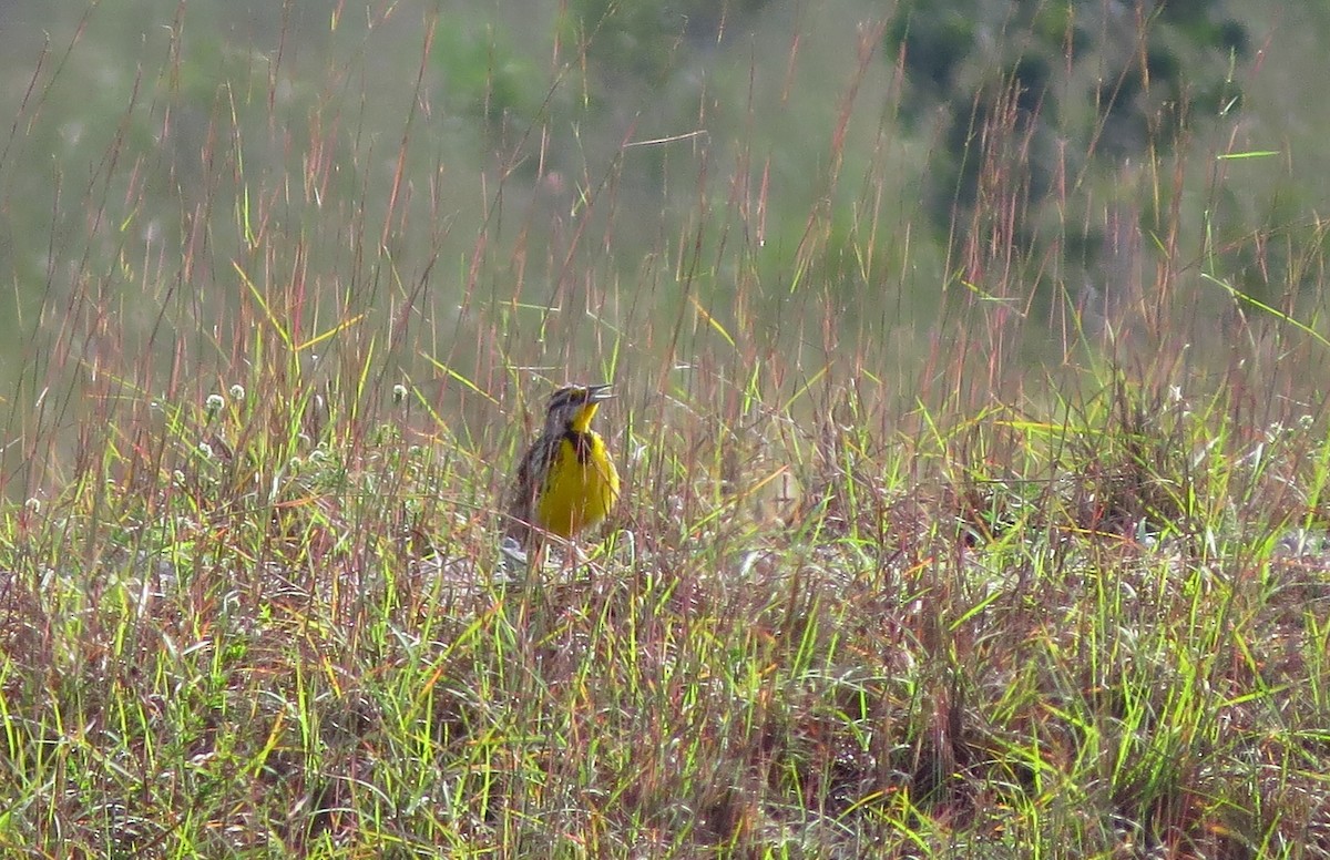 Eastern Meadowlark - ML59465391