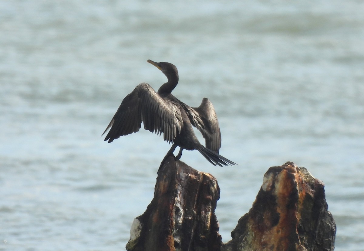 Neotropic Cormorant - ML594654041