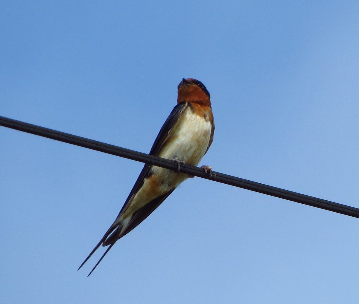 Barn Swallow - ML59465471