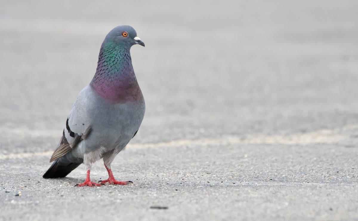 Rock Pigeon (Feral Pigeon) - ML594654731