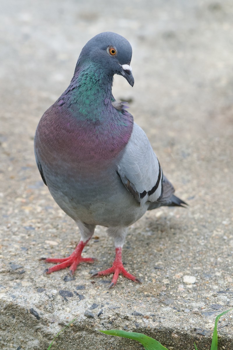 Rock Pigeon (Feral Pigeon) - ML594654761