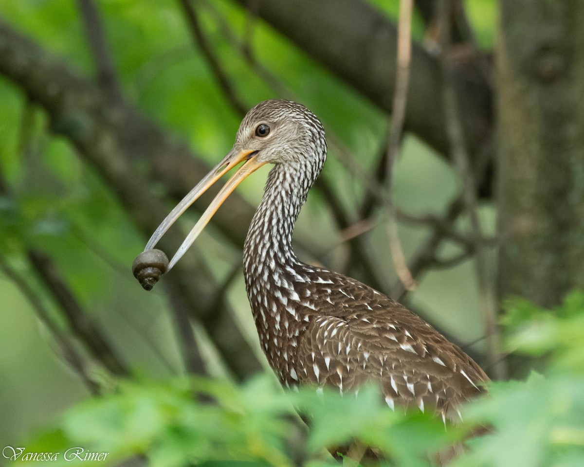 Limpkin - ML594655221
