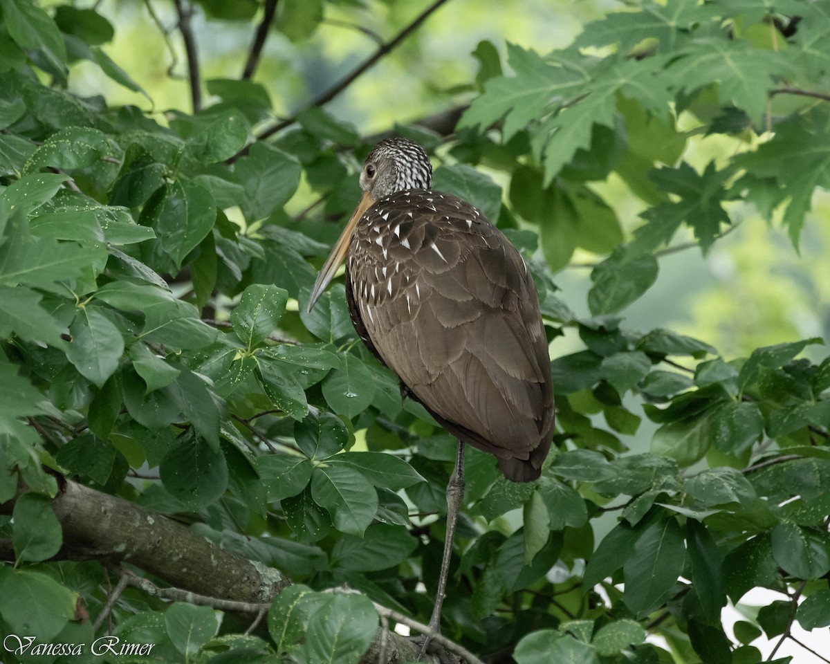 Limpkin - ML594655261