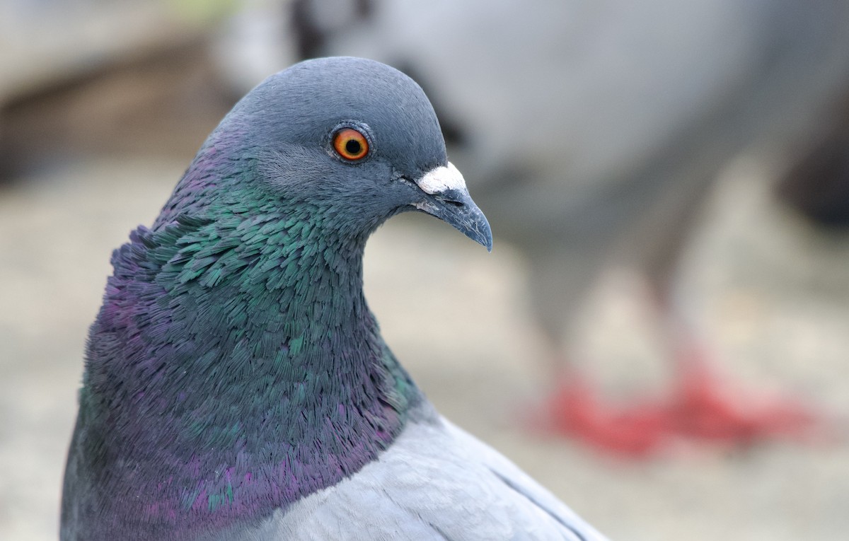 Rock Pigeon (Feral Pigeon) - ML594655361