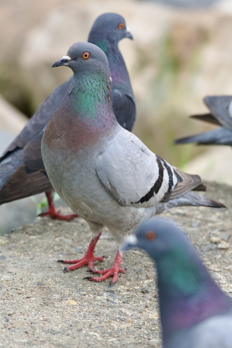 Rock Pigeon (Feral Pigeon) - ML594655371