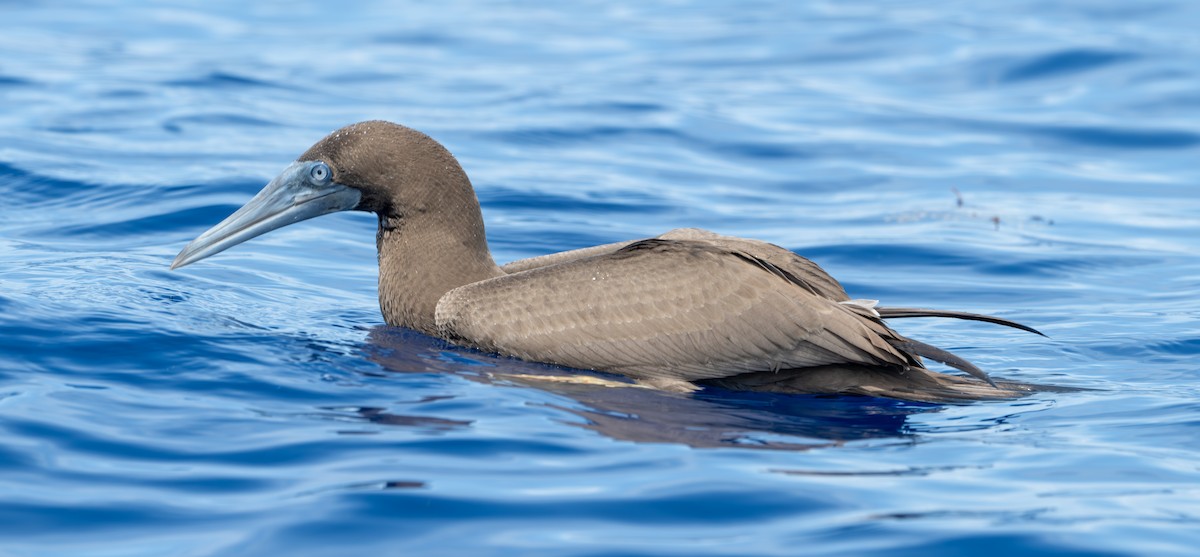 Brown Booby (Atlantic) - ML594655391