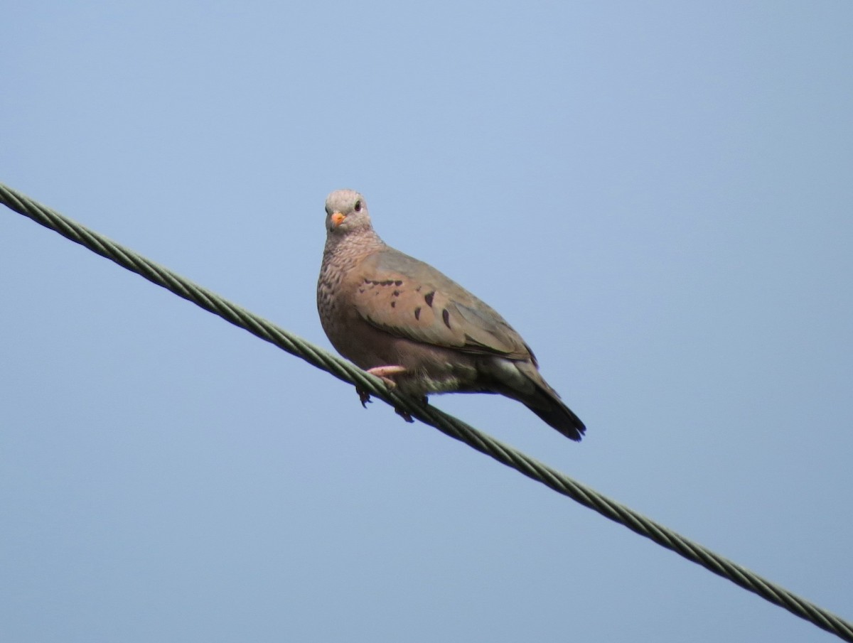 Common Ground Dove - ML59465541