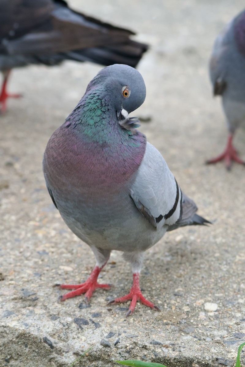 Сизый голубь (Одомашненного типа) - ML594655581