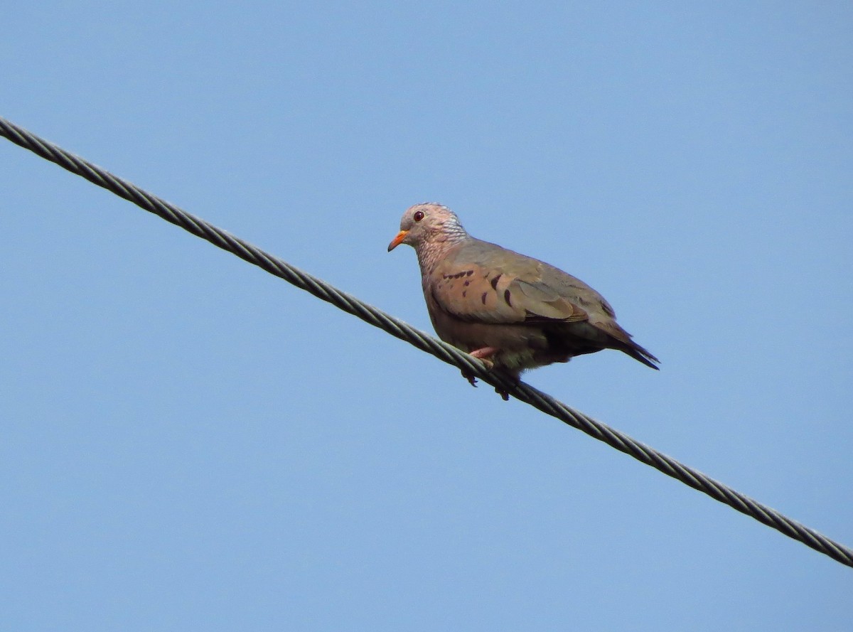 Common Ground Dove - ML59465571