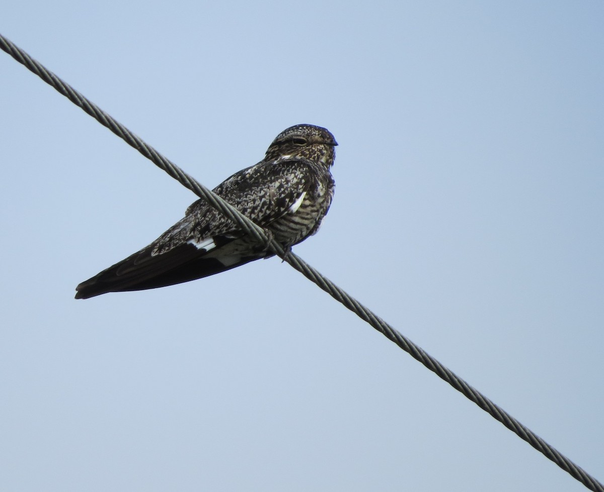 Common Nighthawk - ML59465691