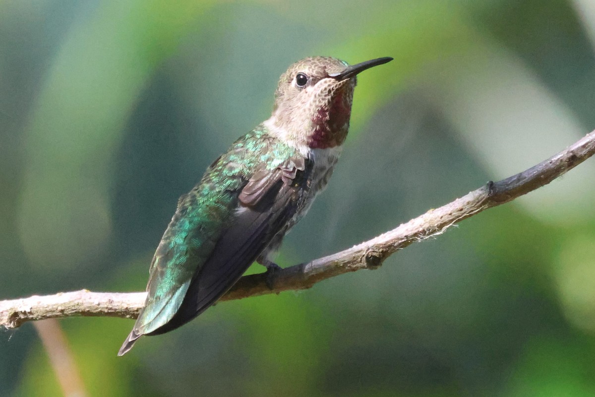 Anna's Hummingbird - ML594657181