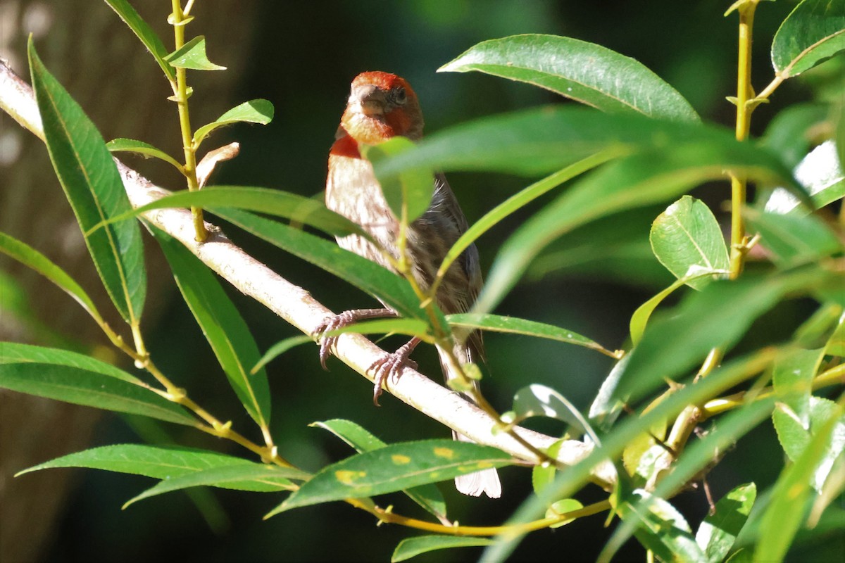 House Finch - ML594657361