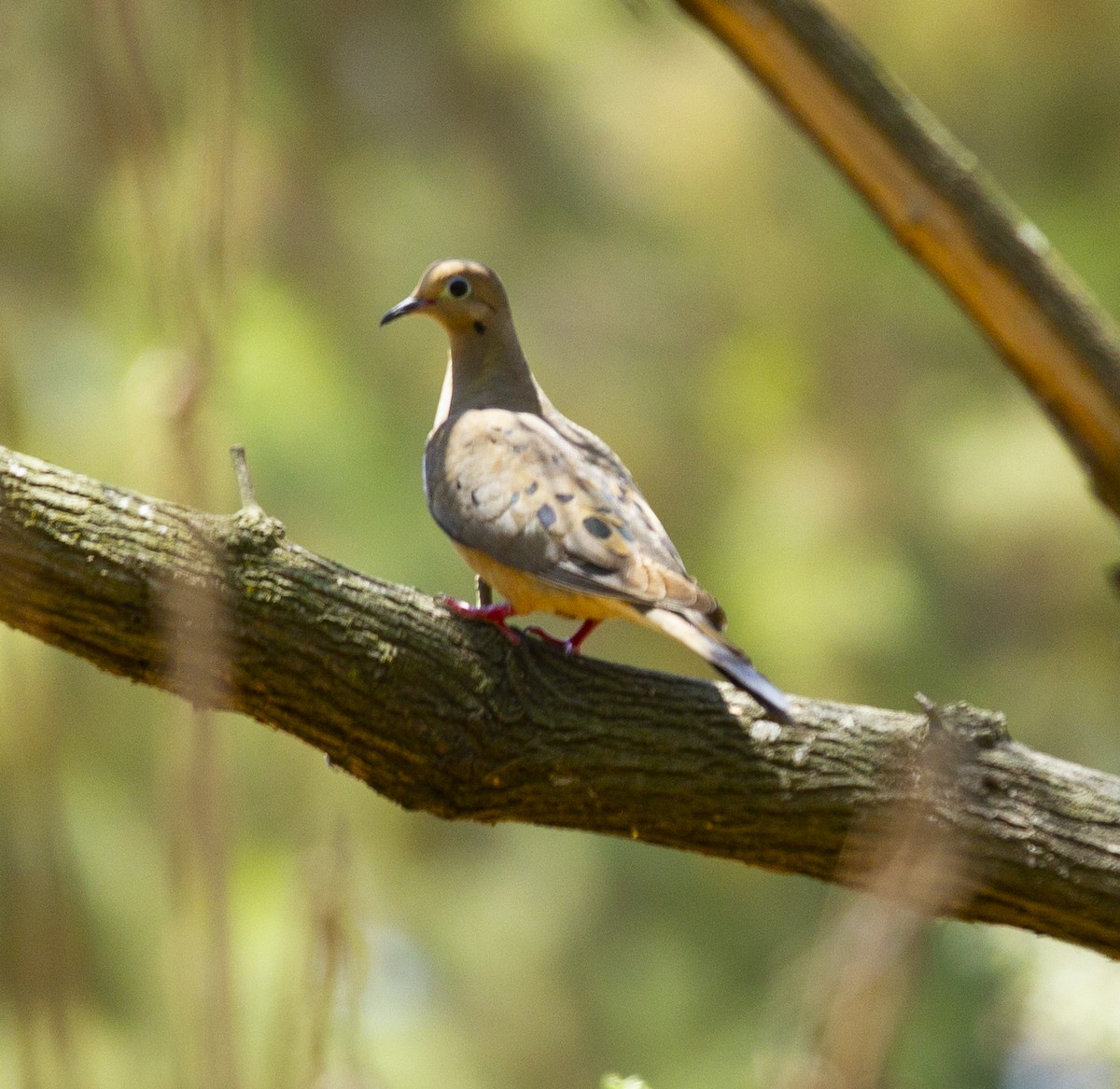 Mourning Dove - Audrey E.