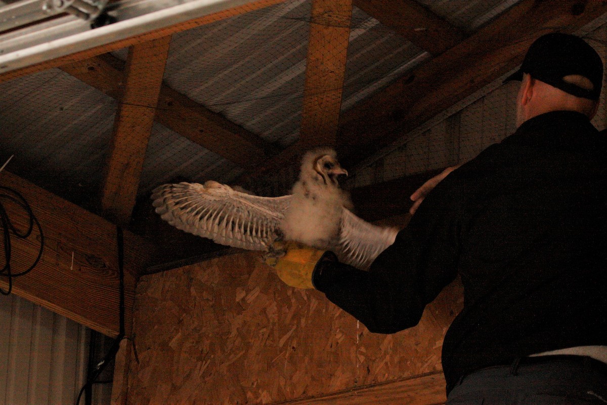 Barn Owl - ML594659171