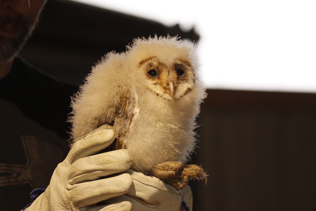 Barn Owl - ML594659191