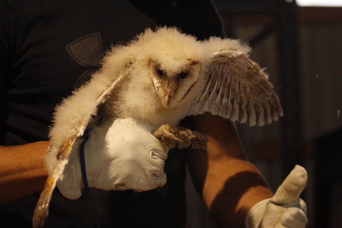 Barn Owl - ML594659211