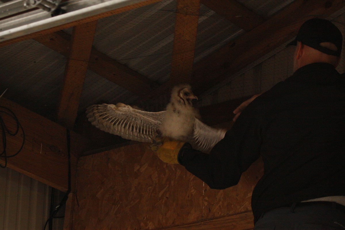 Barn Owl - ML594659221