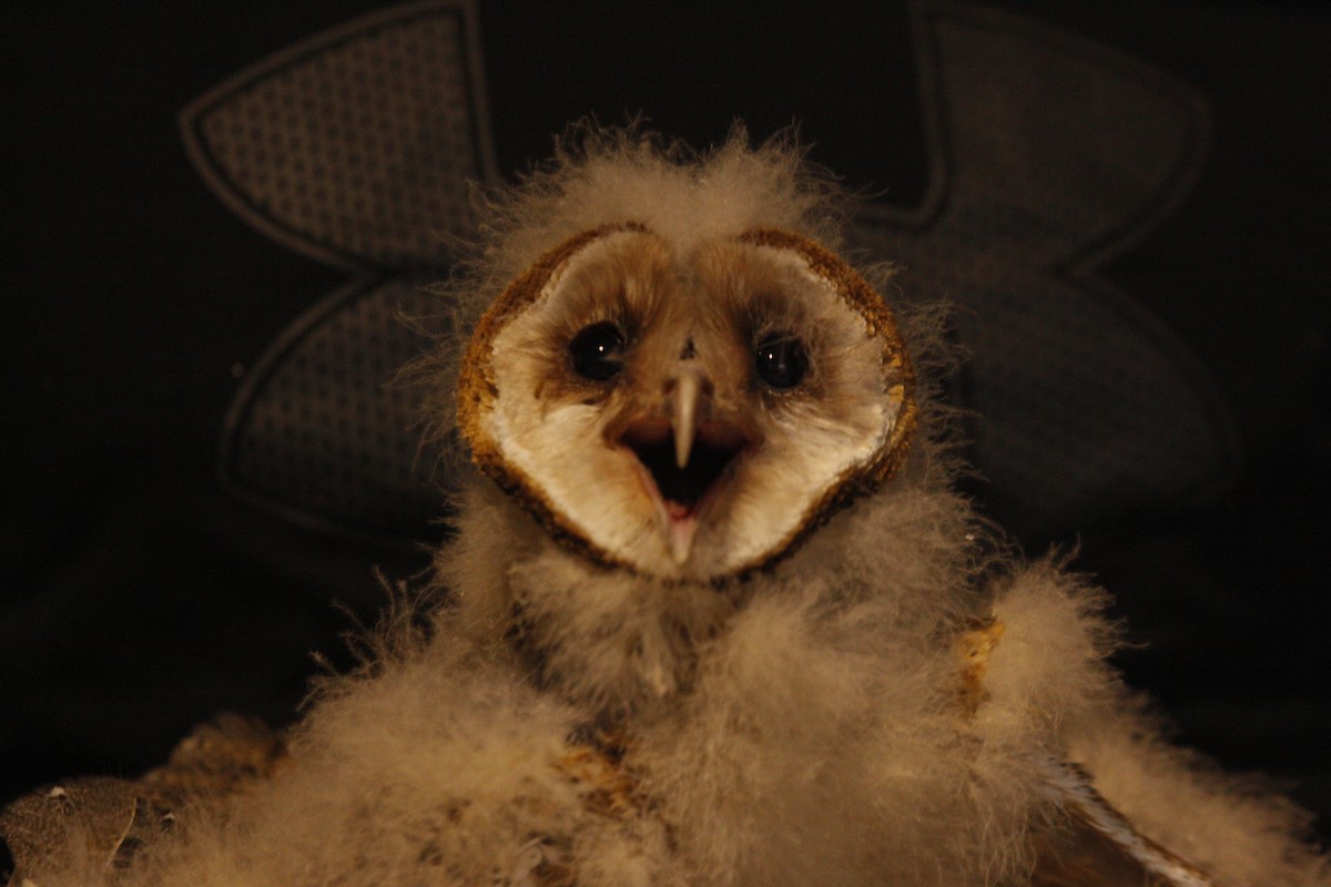 Barn Owl - Joey Della Penna