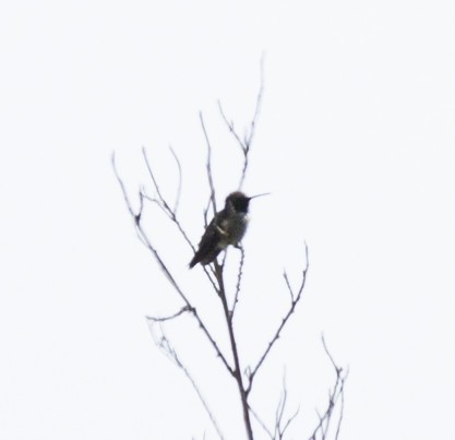 Black-chinned Hummingbird - ML594659551