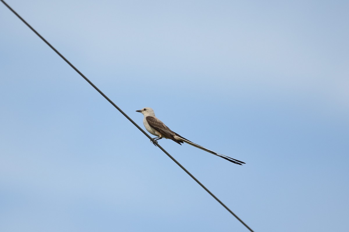 Scissor-tailed Flycatcher - ML594659711