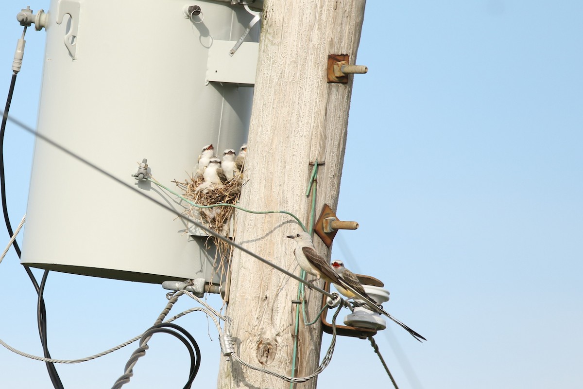 Scissor-tailed Flycatcher - ML594659731