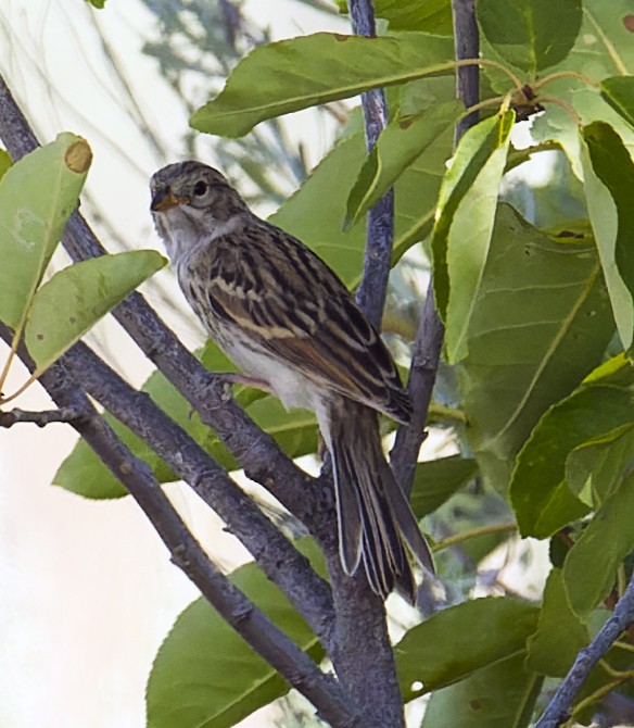 Brewer's Sparrow - ML594660851