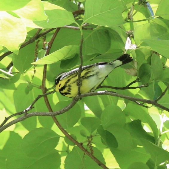 Magnolia Warbler - ML59466151