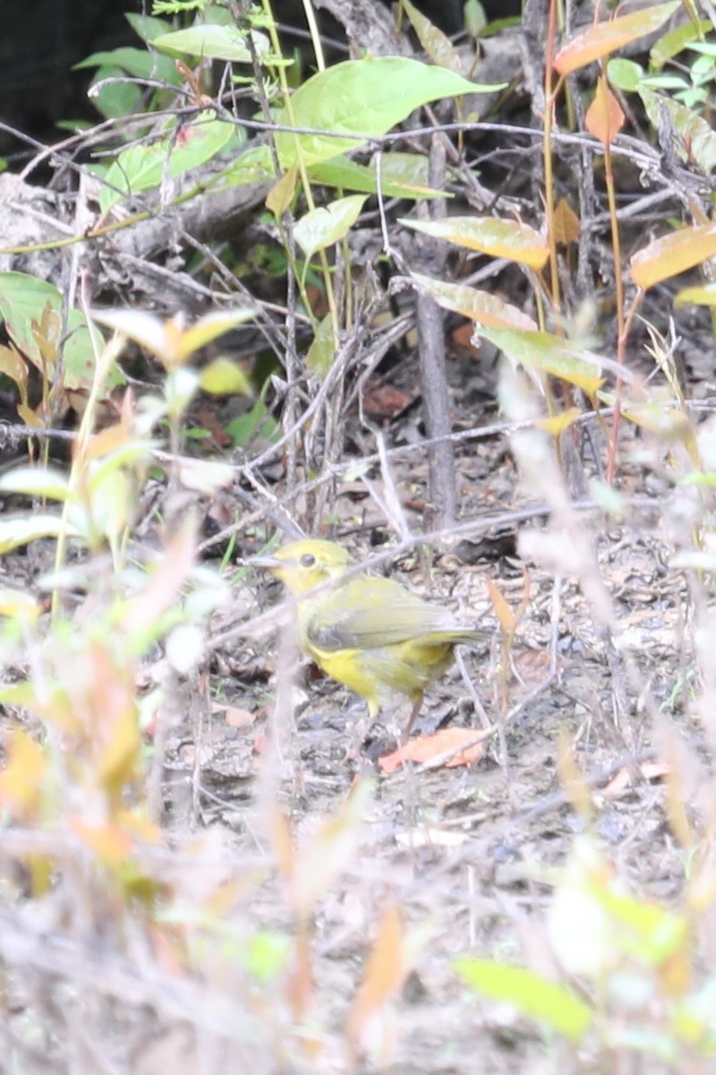 Hooded Warbler - ML594661521