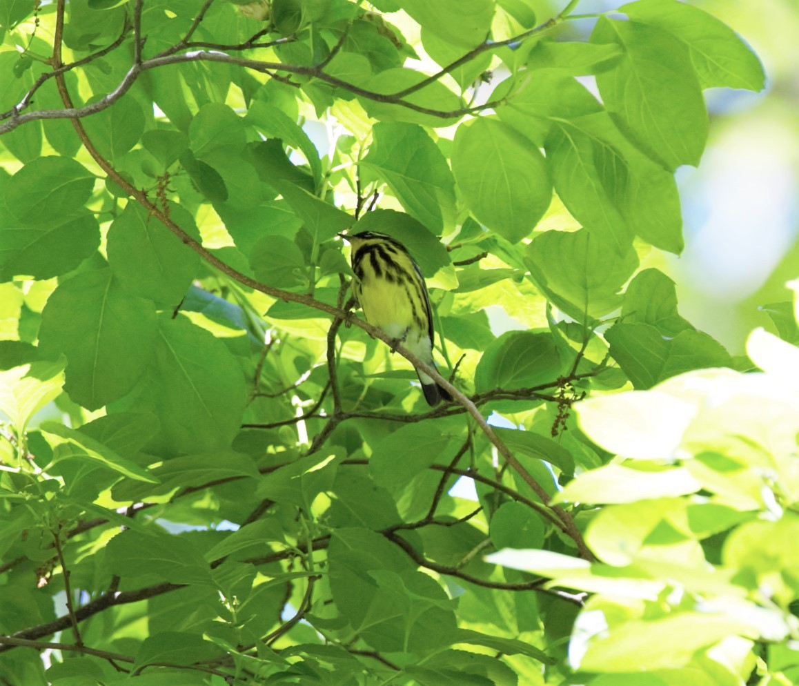 Magnolia Warbler - Michael Muchmore