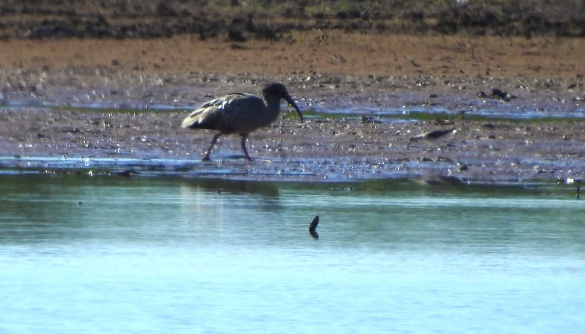 Plumbeous Ibis - ML594661971