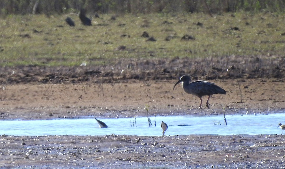 Plumbeous Ibis - ML594662061