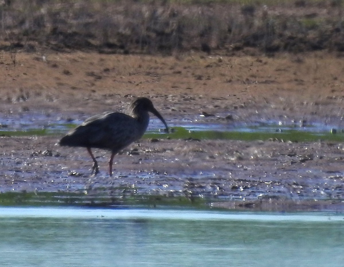 Plumbeous Ibis - ML594662081