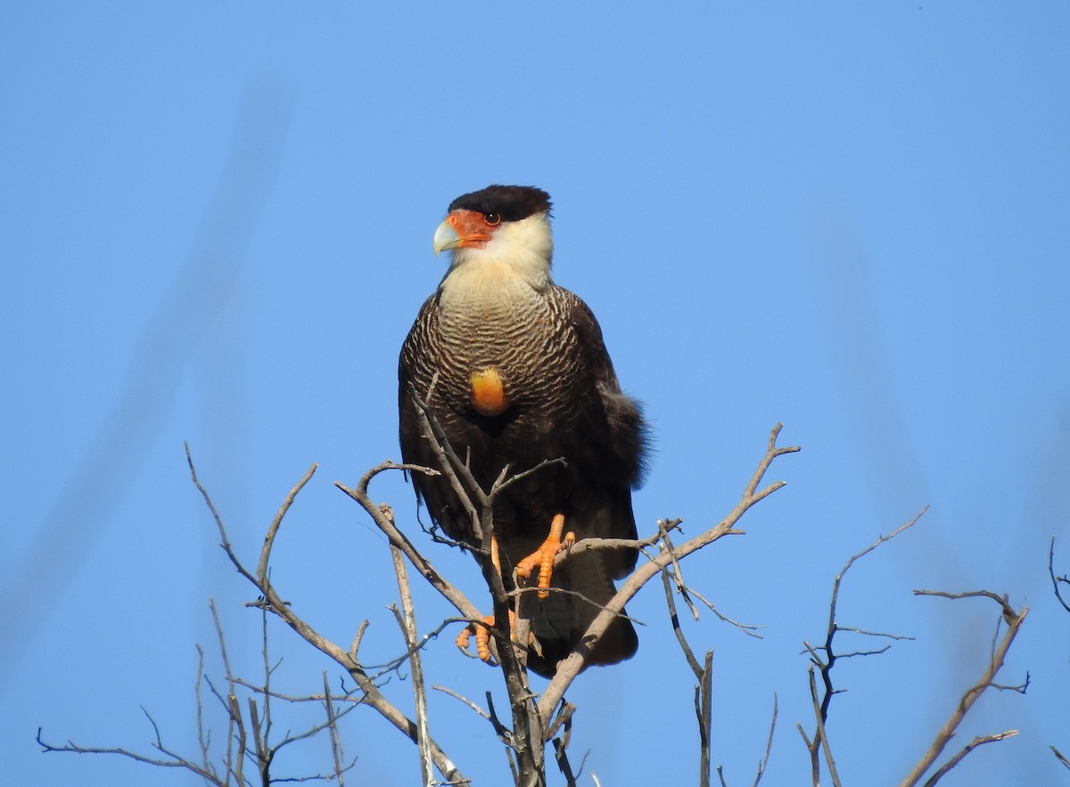 Crested Caracara - ML594662181