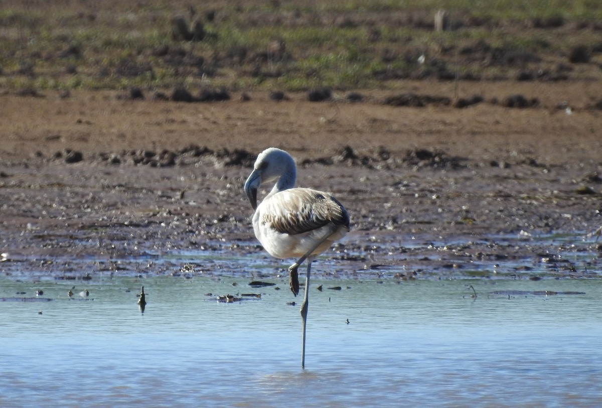 Chilean Flamingo - ML594662461
