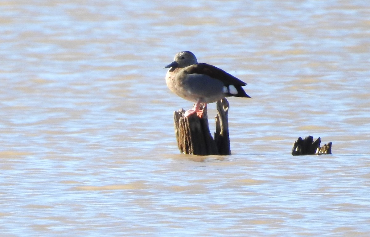Ringed Teal - ML594662611