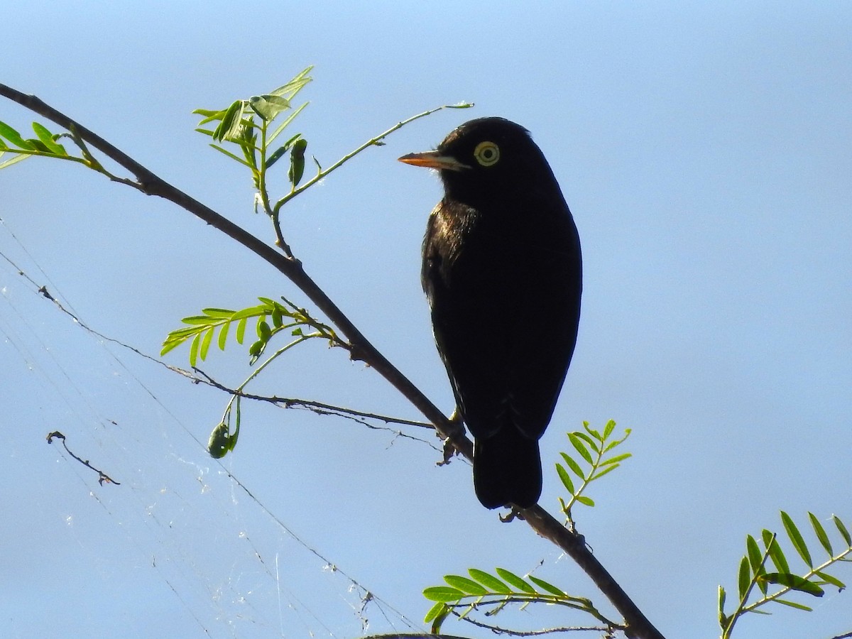 Spectacled Tyrant - ML594662731