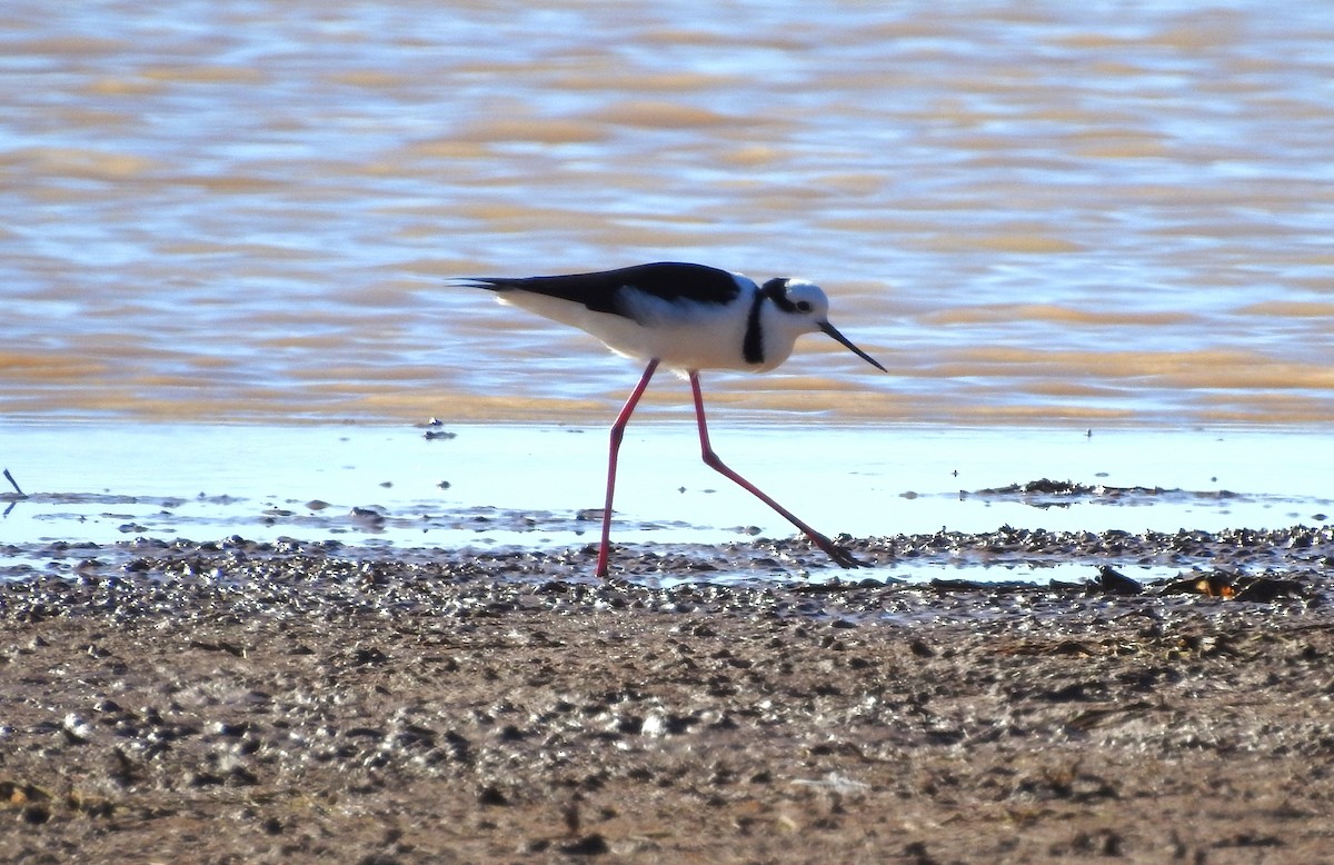 Black-necked Stilt - ML594662941