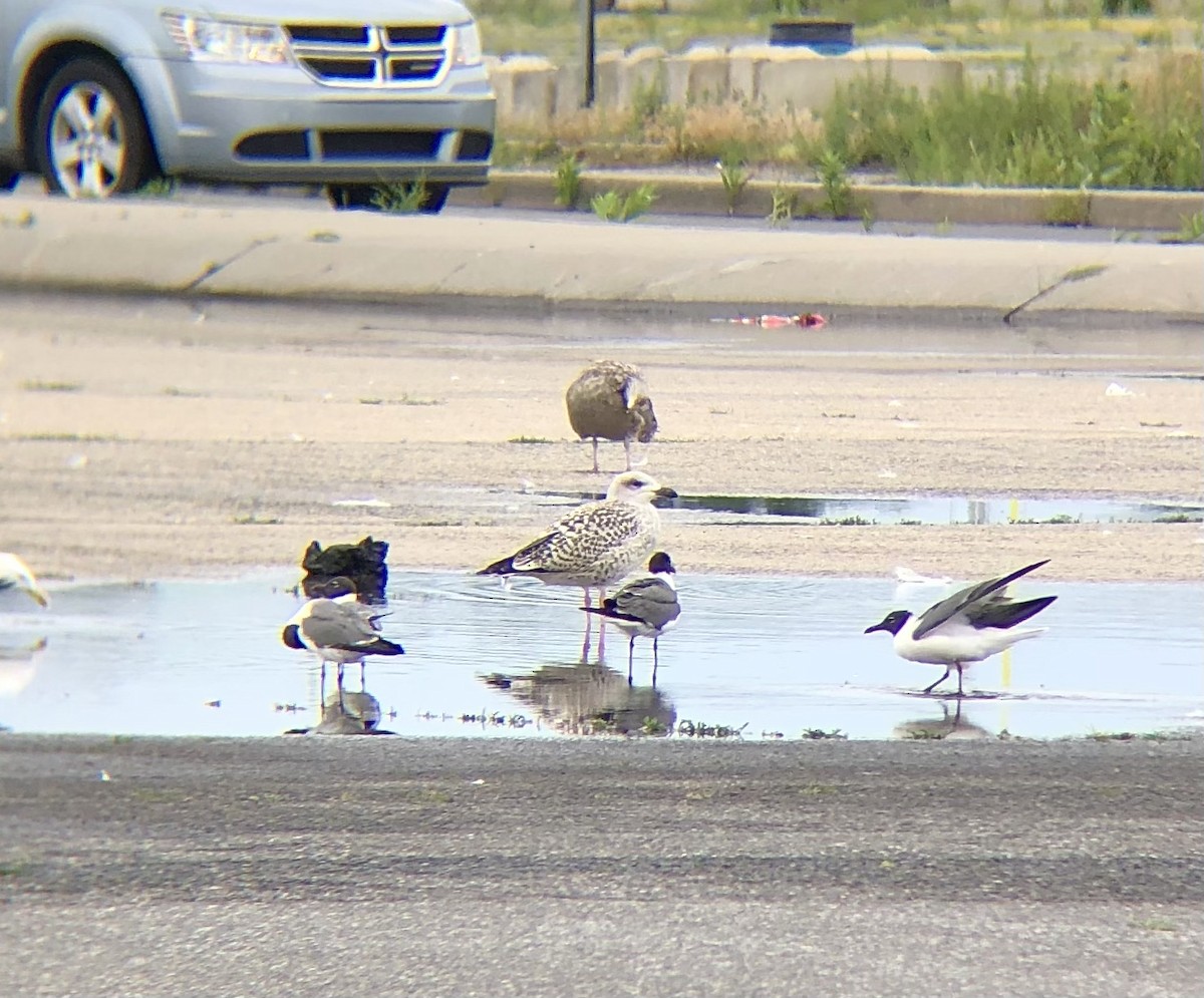 Great Black-backed Gull - ML594663241