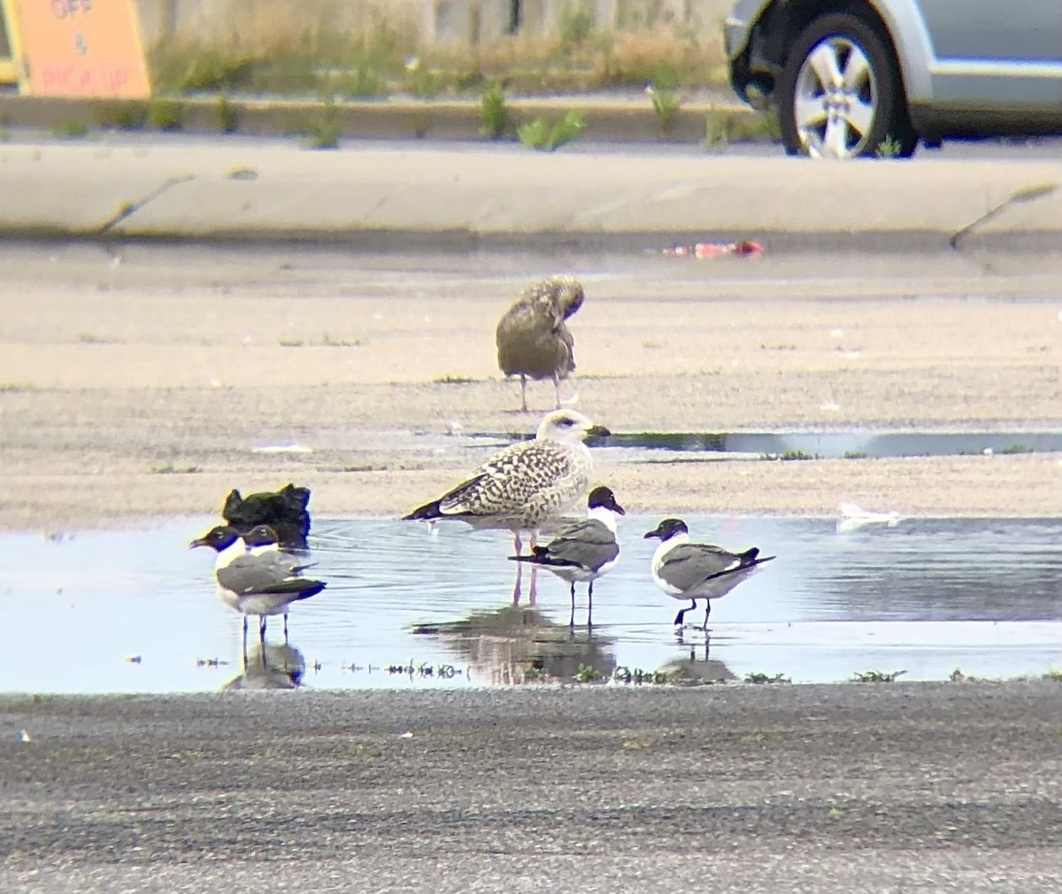 Great Black-backed Gull - ML594663251