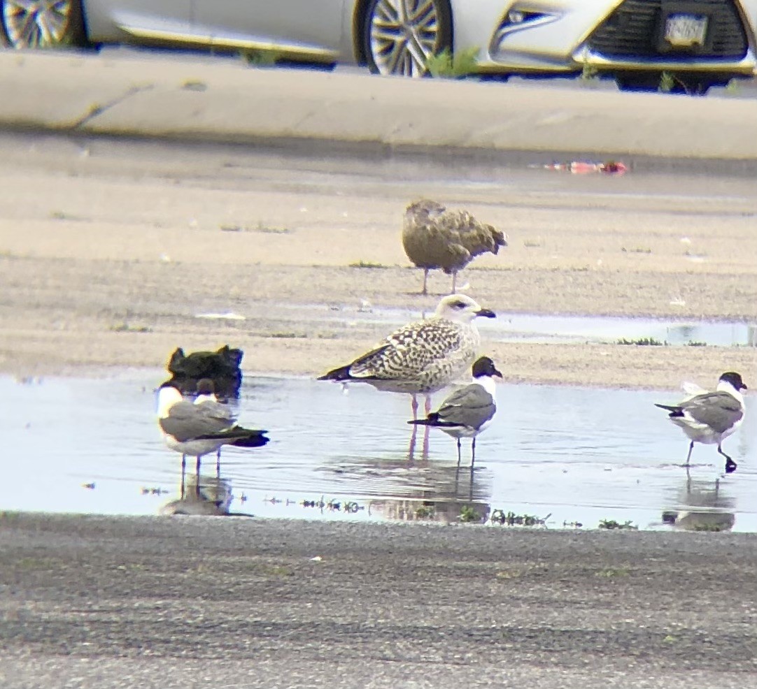 Great Black-backed Gull - KZ F