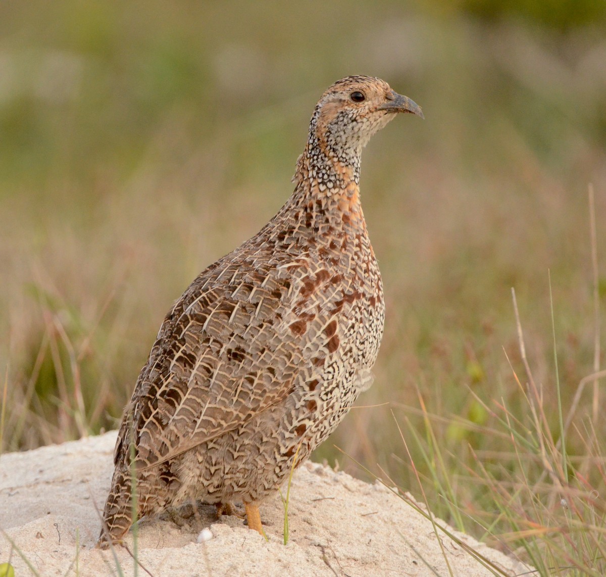 Gray-winged Francolin - ML594663701