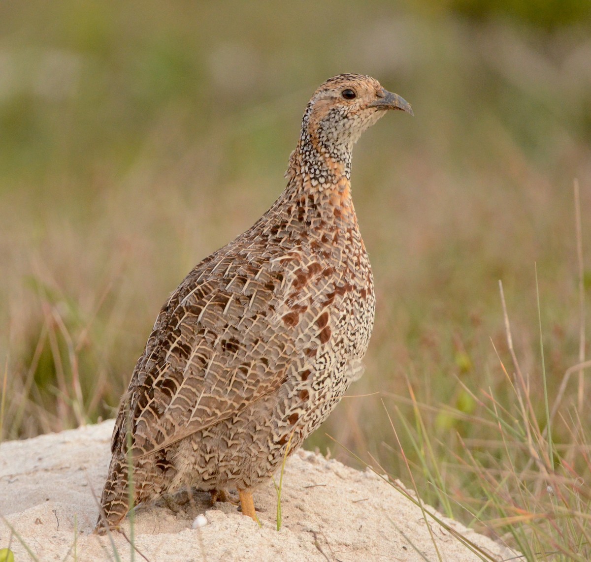 Gray-winged Francolin - Gabriel Jamie